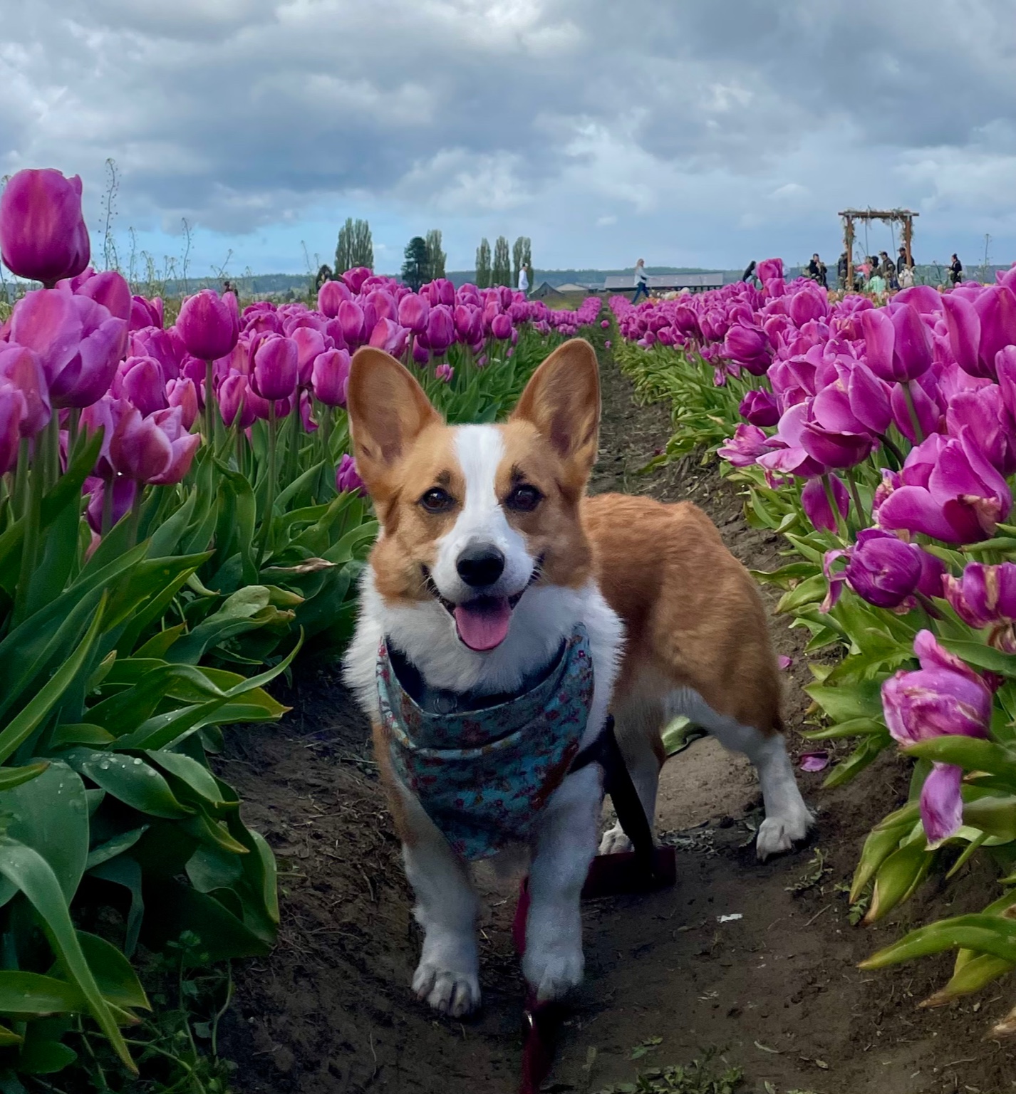 Enjoy a cute pic of me smelling tulips last spring:)